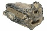 Partial Southern Mammoth Molar - Hungary #235265-1